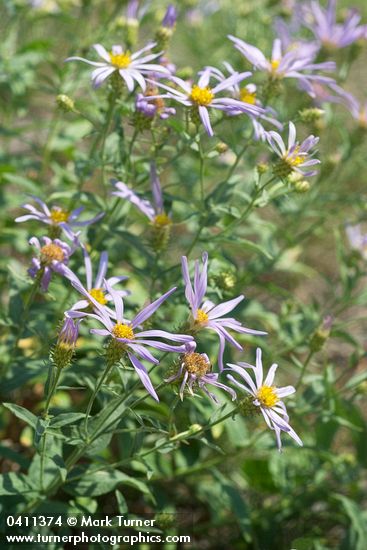 Eucephalus ledophyllus var. ledophyllus (Aster ledophyllus)