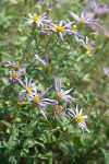 Cascade Asters