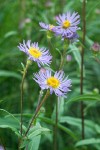 Parry's Aster blossoms