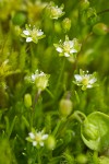 Alpine Pearlwort