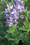 Subalpine Lupine blossoms & foliage detail