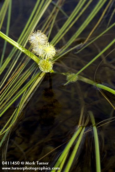 Sparganium natans
