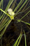 Small Bur-reed blossoms & floating foliage detail