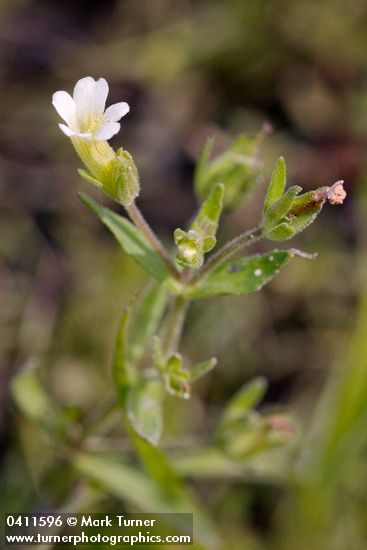 Gratiola neglecta