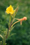 Oenothera villosa