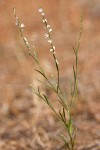 Polygonum douglasii