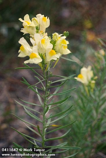 Linaria vulgaris