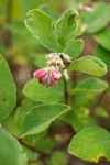 Creeping Snowberry blossoms & foliage