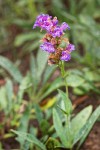 Glaucous Penstemon