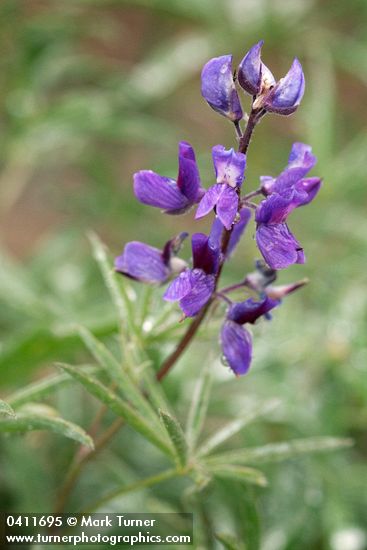 Lupinus alpicola