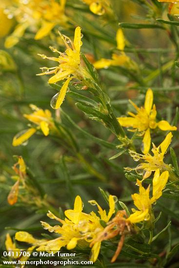 Ericameria bloomeri (Haplopappus bloomeri)