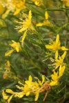 Rabbitbush Goldenweed blossoms & foliage w/ raindrops