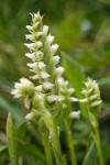 Spiranthes porrifolia