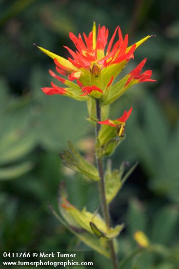 Castilleja suksdorfii