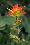 Bog Paintbrush