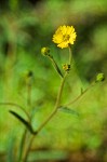 Coast Madia blossom