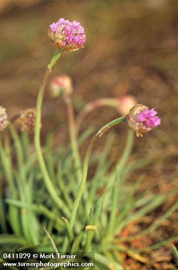 Armeria maritima