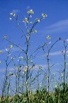 Sisymbrium altissimum