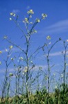 Sisymbrium altissimum