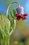 Clematis hirsutissima