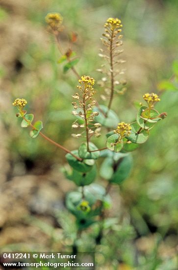 Lepidium perfoliatum