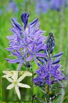 Camassia leichtlinii