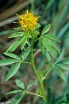 Cleome lutea