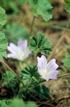 Malva neglecta