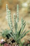 Plantago patagonica