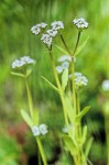 Valerianella locusta