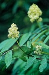 Black Elderberry blossoms & foliage