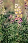 Lupinus arbustus