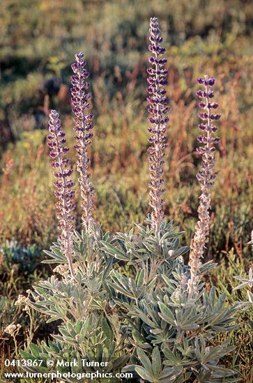 Lupinus sericeus