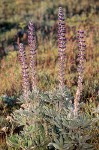 Silky Lupine