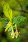 Lonicera utahensis