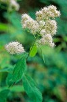 Spiraea pyramidata