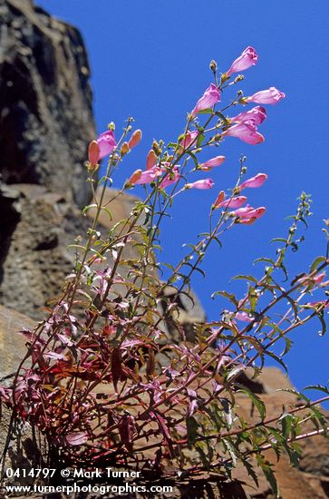 Penstemon richardsonii