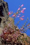 Richardson's Penstemon against blue sky