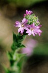 Dense Spike-Primrose blossoms