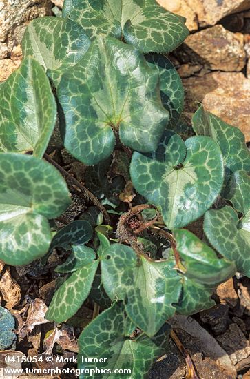 Asarum marmoratum