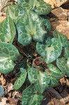 Asarum marmoratum