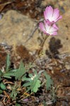 Waxy Checkerbloom