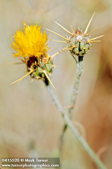 Centaurea solstitialis