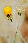 Yellow Star Thistle blossom detail