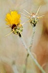 Centaurea solstitialis