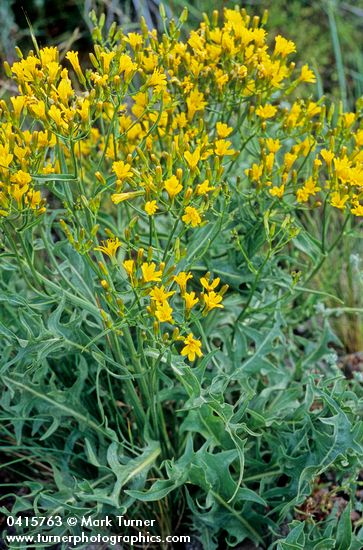 Crepis acuminata