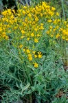 Crepis acuminata