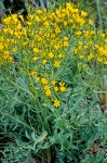 Crepis acuminata