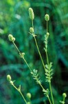 Sanguisorba annua