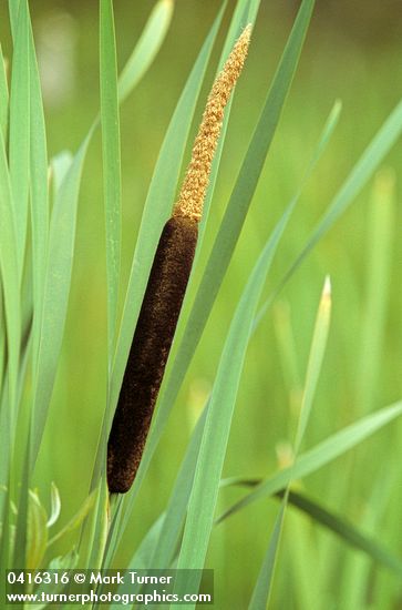 Typha latifolia